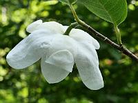 magnolia_sinenesis_grandiflora_seedling_(wesp)