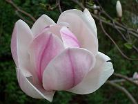magnolia_soulangeana_1