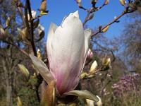 magnolia_soulangeana_2