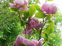 2009-05-14_15-17-36_0104