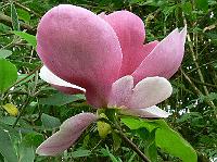 2009-05-14_15-18-30_0115