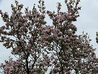 2009-04-28_08-57-18_0060