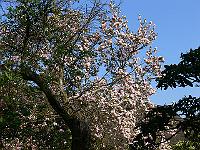 2009-04-30_07-12-08_0058