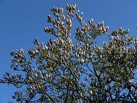 2010-05-05_17-28-52_0116