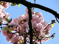 magnolia-san-jose
