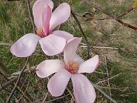 magnolia_sprengeri_diva