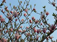magnolia_sprengeri_hybrid