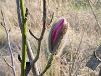 magnolia_sprengeri_lanhydrock