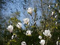magnolia_spring_rite