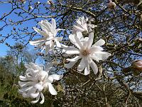 magnolia-stellata-king-rose
