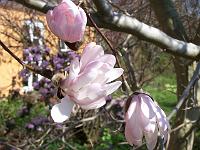 magnolia_king_rose