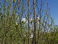 magnolia_stellata_king_rose_-_seedling