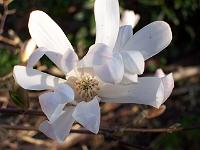 magnolia-stellata