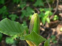 11-05-2006_10-12-43_215
