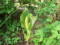 12-05-2006_09-39-48_317