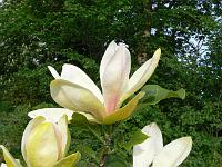 2009-05-14_07-31-40_0052
