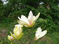 2009-05-14_07-32-32_0064