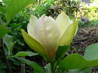 magnolia_sunsation