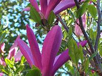 magnolia_susan