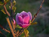 magnolia_sweet_merlot