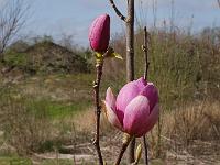 magnolia_sweet_valentine