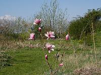 magnolia_tikitere