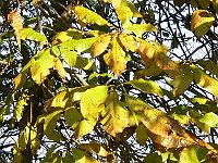 10-11-2006_10-35-31_08