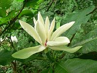 magnolia-tripetala