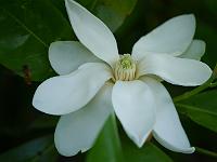 magnolia_virginiana