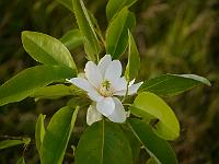 magnolia_virginiana_havener
