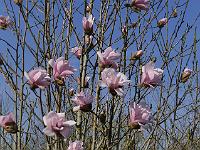 magnolia_viridula