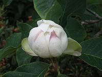 31-05-05canon_143