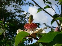magnolia-x-wieseneri