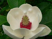 magnolia_wieseneri
