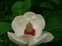 magnolia_x_wieseneri