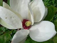magnolia-aashild-kalleberg