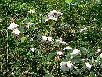 20-05-2007_16-14-17_10