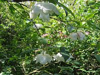 magnolia-wilsonii