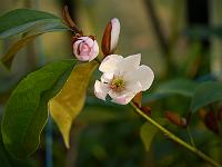magnolia_x_foggii_jack_fogg