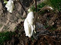 2009-04-12_09-40-47_0178