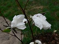 2009-04-13_07-51-04_0091