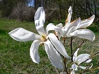 magnolia-wadas-memory'