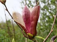magnolia_yellow_bird_x_genie
