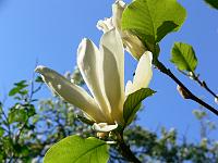 magnolia_yellow_fever