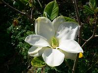 magnolia-denudata-yellow-river