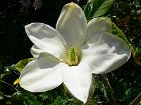 magnolia-fei-huang
