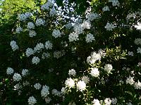 2008-05-18_08-40-54_0070