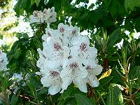 2009-05-18_08-21-38_0042