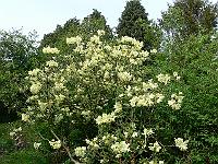 2009-05-14_15-11-17_0089