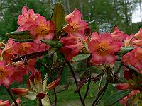 2011-05-11_07-38-47_0126